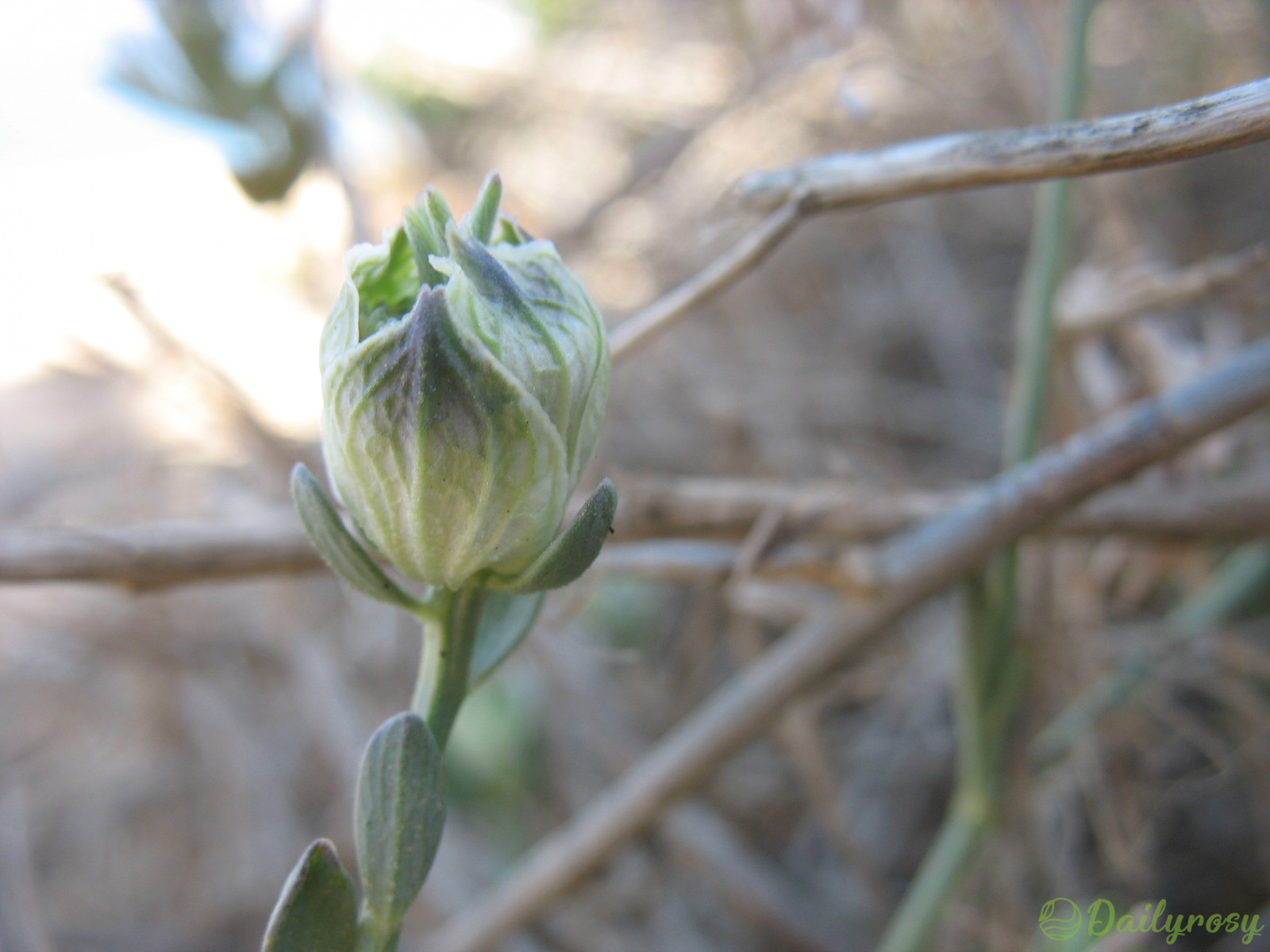 ```
Szerelem a ködben: A Nigella Arvensis rejtélyes szépségének felfedezése
```-Clara Rosan