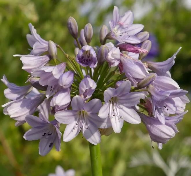 Agapanthus africanus 'Windsor Grey'-Clara Rosan