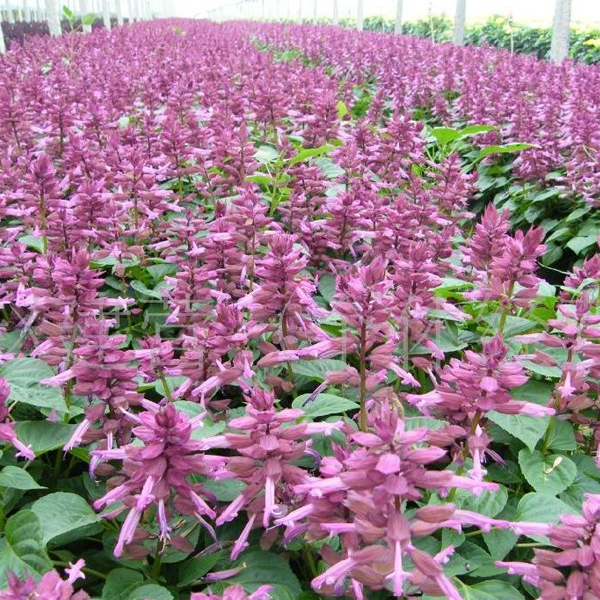 Salvia Splendens díszvirágmagok-Clara Rosan