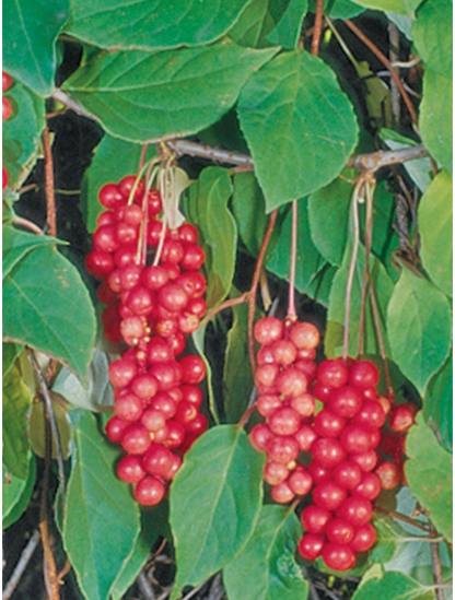 Schisandra Vine, keleti herceg-Clara Rosan