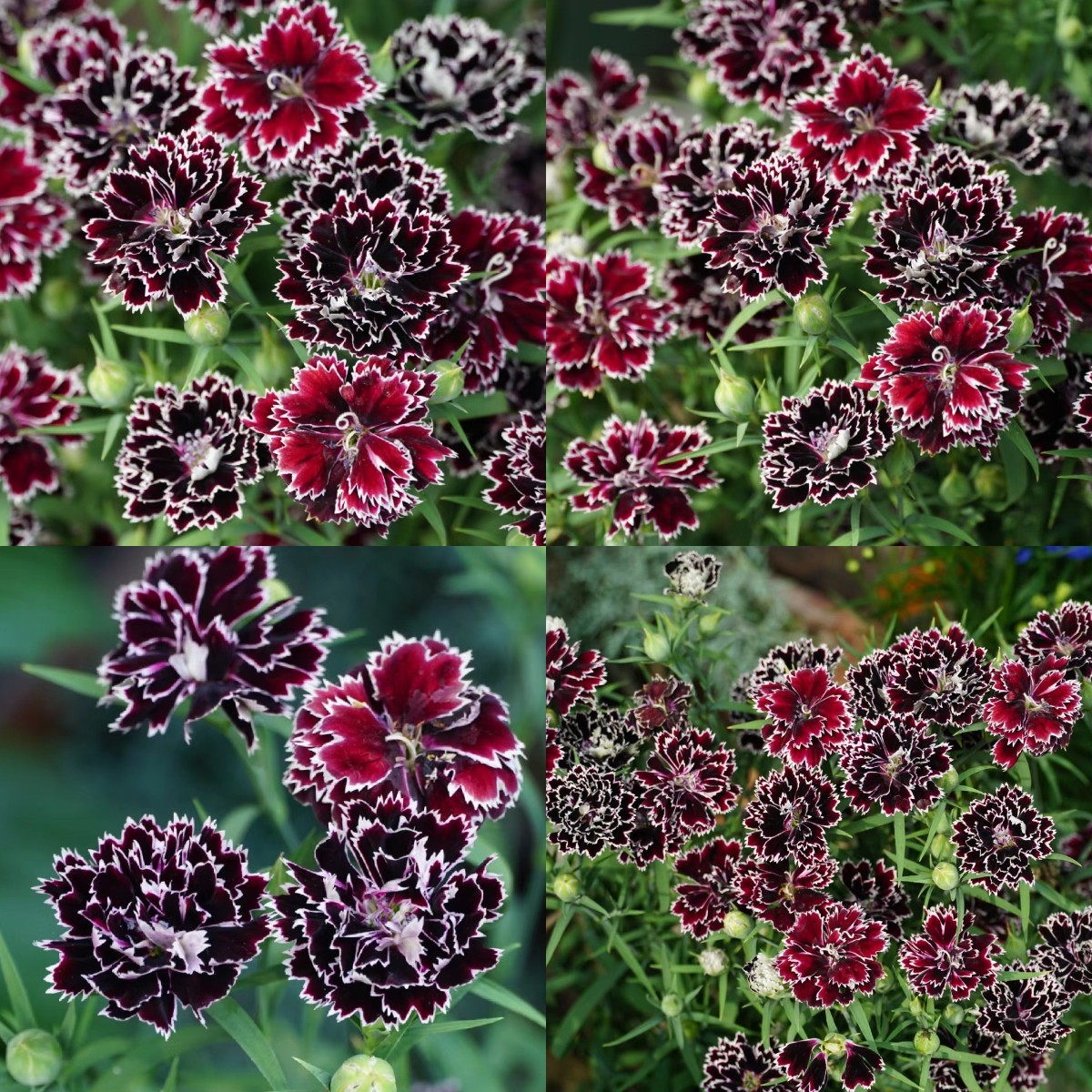 Dianthus magok 🌈 Több mint 10 szín keverése-Clara Rosan