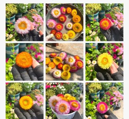 100 mag - vegyes szalmavirág Helichrysum virágmagok - örök virág-Clara Rosan
