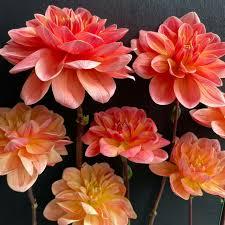 FRANCIA KISSZONY-Clara Rosan