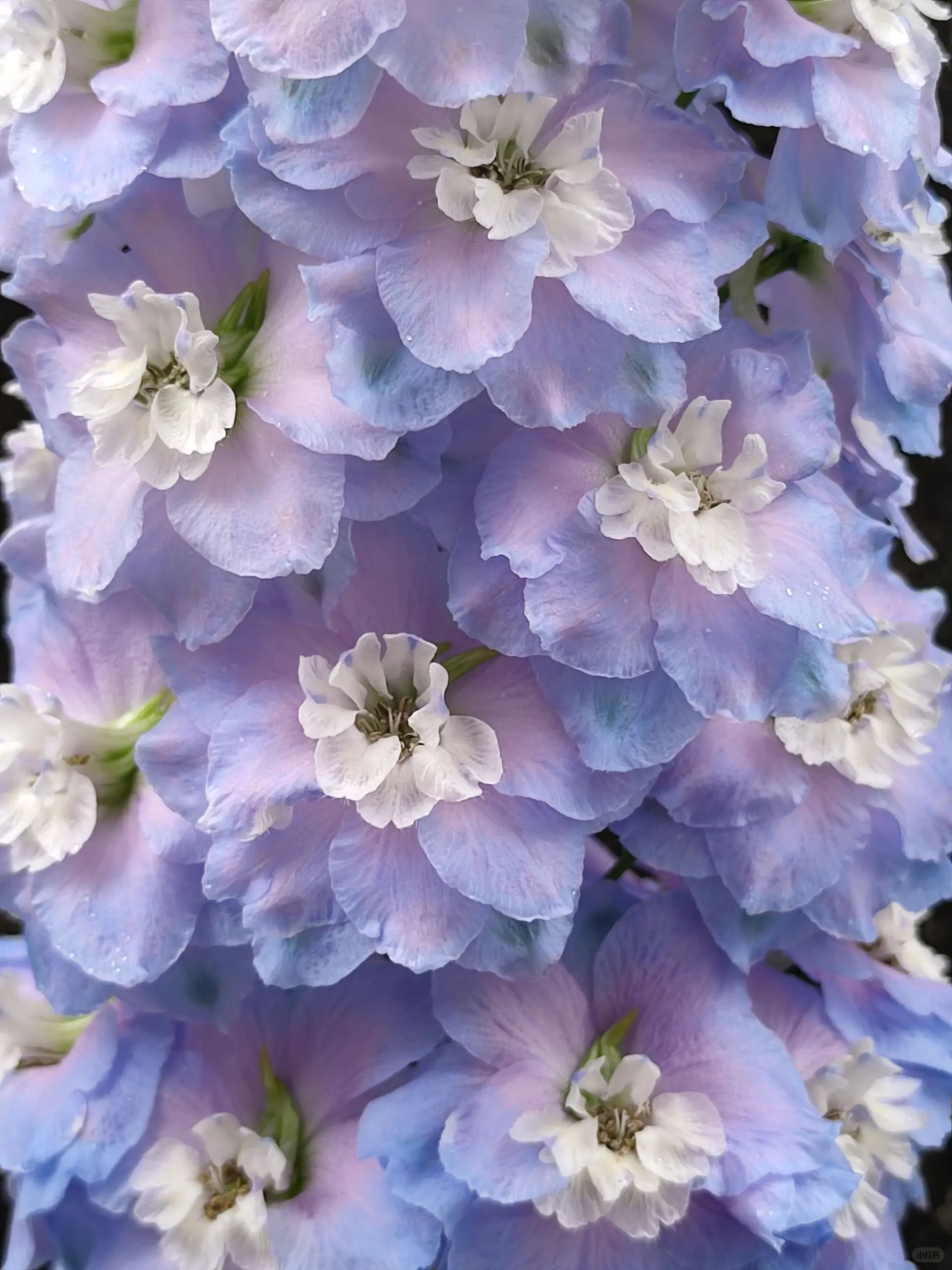 Delphinium magok - vegyes 7 szín-Clara Rosan