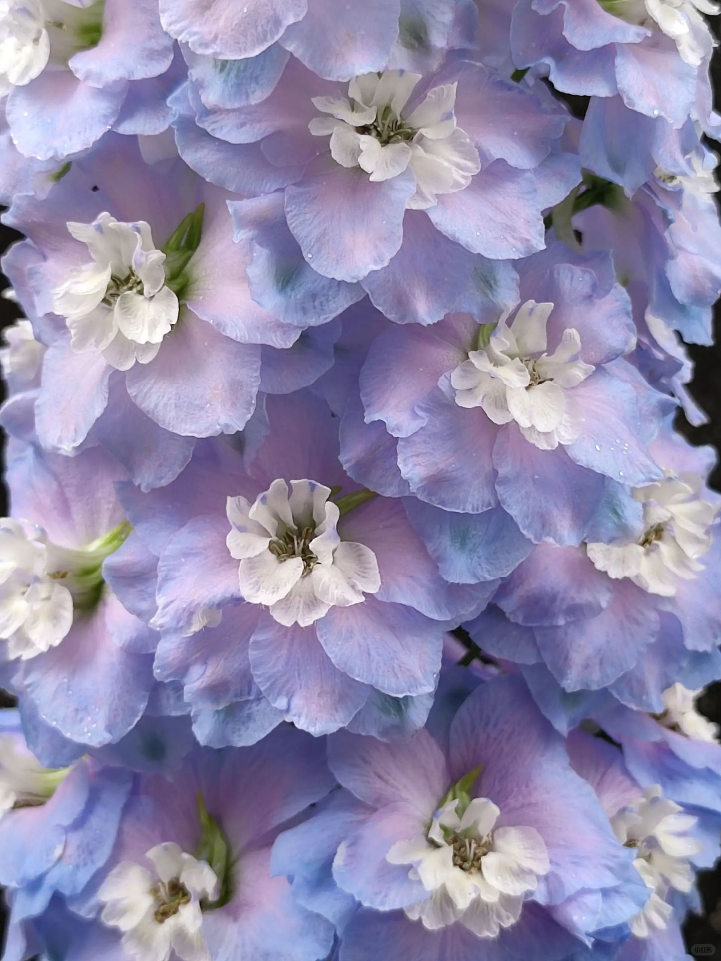 Delphinium magok - vegyes 7 szín-Clara Rosan