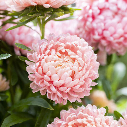 Aster Seeds (Peony Duchess) - Sárgabarack-Clara Rosan