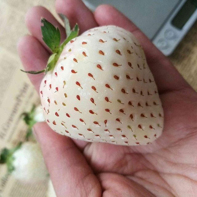 1 zacskó ritka tej epermag-Clara Rosan