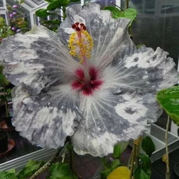 Gyönyörű kozmikus táncos hibiszkusz-Clara Rosan