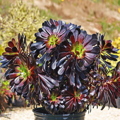 Aeonium arboreum Sötétlila-Clara Rosan