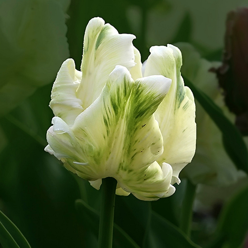 Dupla tulipánhagymák-Clara Rosan