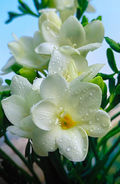 🌼Illatos Freesia Hagymák – Szín és Illat Robbanása Minden Virágban-Clara Rosan