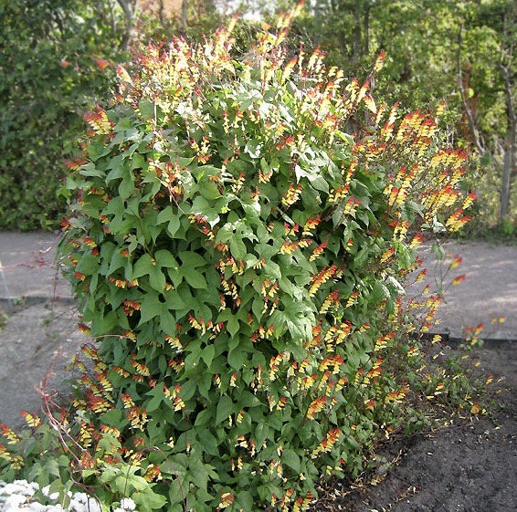 Firecracker szőlő Ipomoea lobata magok-Clara Rosan
