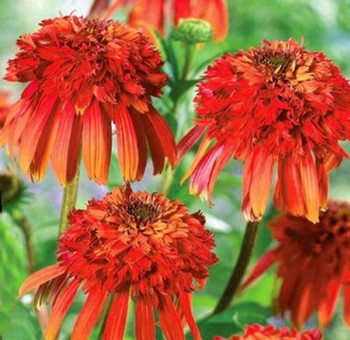 Echinacea ‘Hot Papaya’ Virág Ritka Örökség Tűzpiros Kúpvirág 50db/csomag-Clara Rosan
