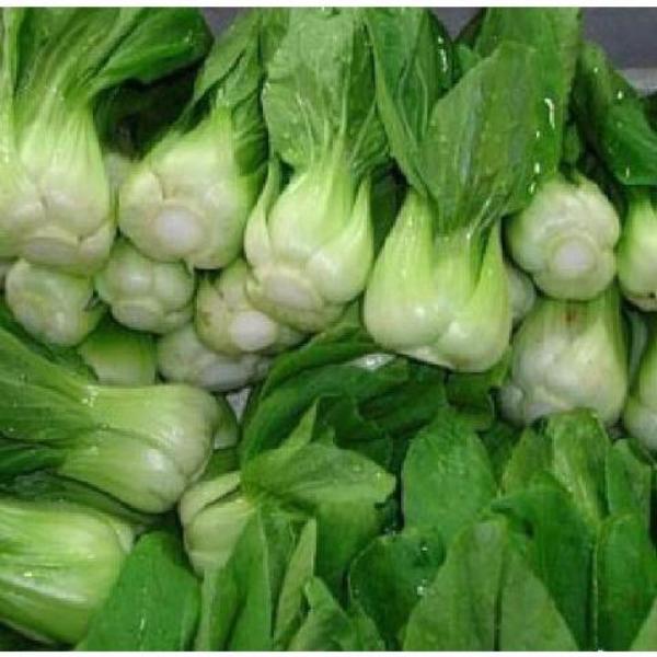 Egész évben 200 db kínai kel mag-Clara Rosan