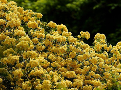 Sárga Banks Rózsa Magok-Clara Rosan