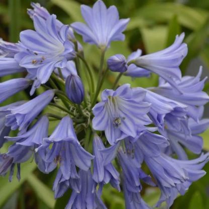 Agapanthus africanus 'Glenavon'-Clara Rosan