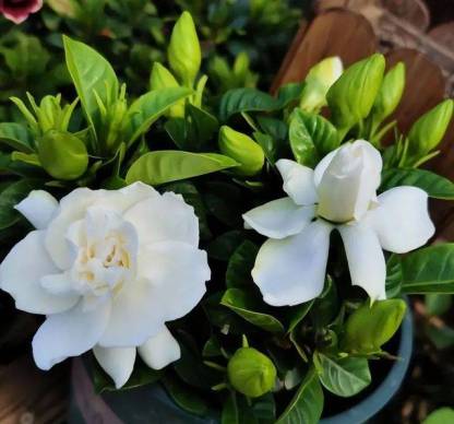 Nagylevelű gardénia magok-Clara Rosan