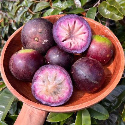 Tejgyümölcs magvai - Csillagalma - Chrysophyllum Cainito-Clara Rosan