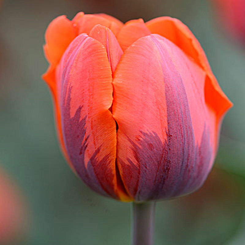 Dupla tulipánhagymák-Clara Rosan