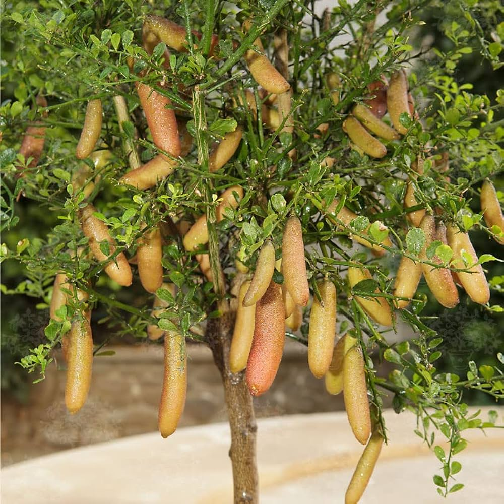 Ujjlime magok - Citrus Australasica-Clara Rosan