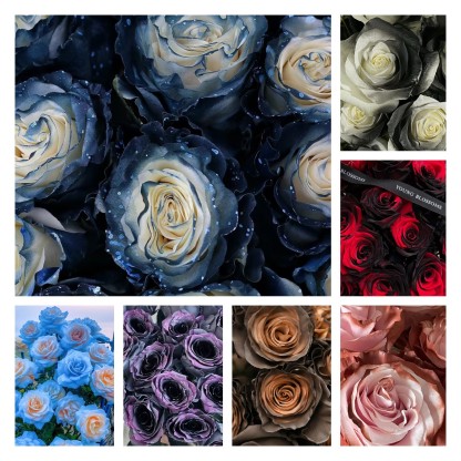 🌹Ecuadori rózsák - Ritka rózsák-Clara Rosan