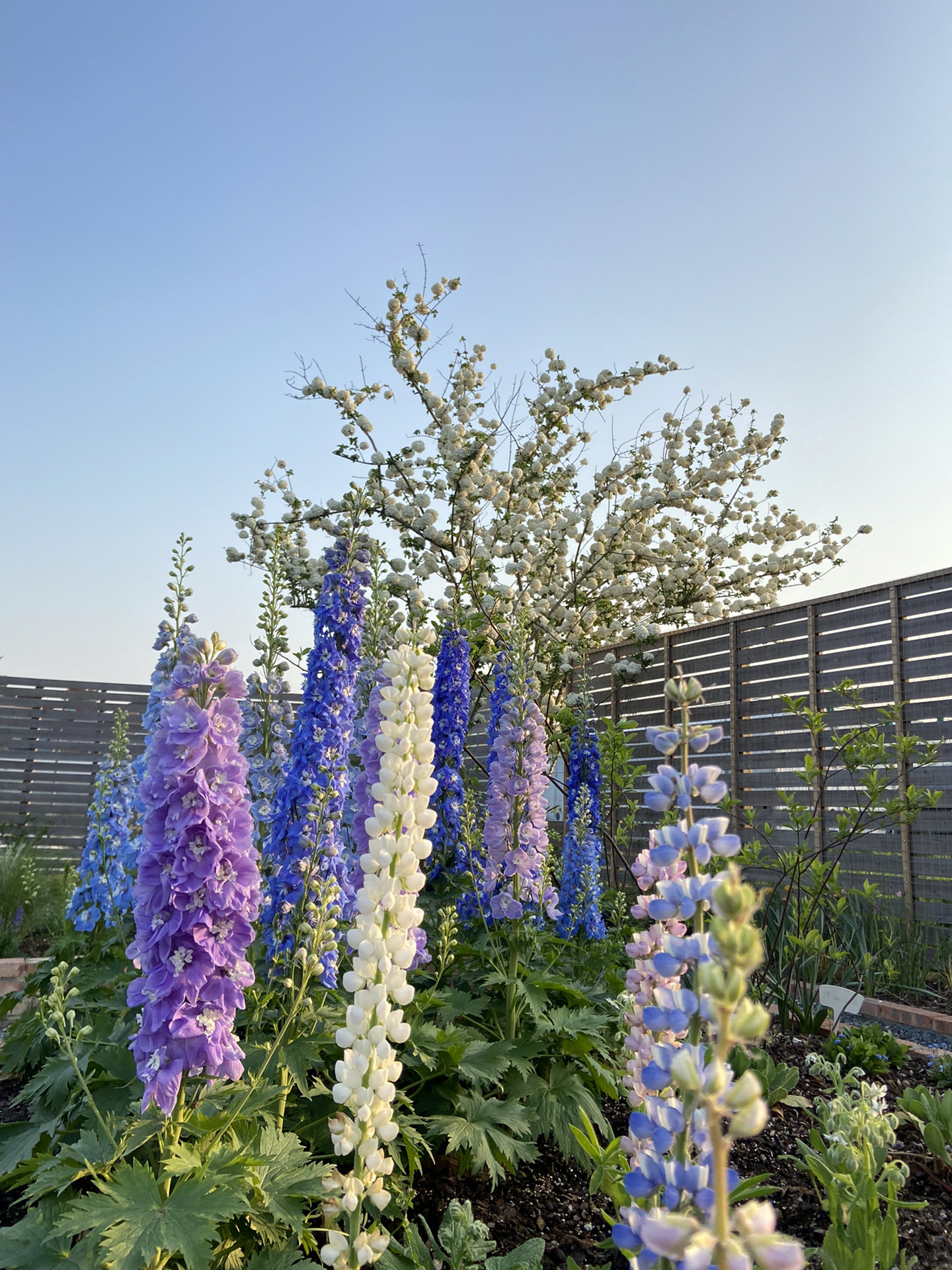 Delphinium magok - vegyes 7 szín-Clara Rosan