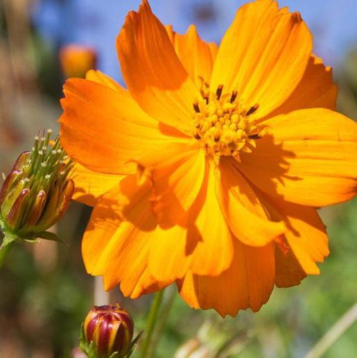 Fényes fények-Clara Rosan