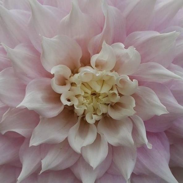 GITTS TÖKÉLETESSÉG-Clara Rosan