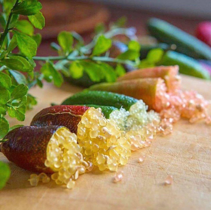 Ujjlime magok - Citrus Australasica-Clara Rosan