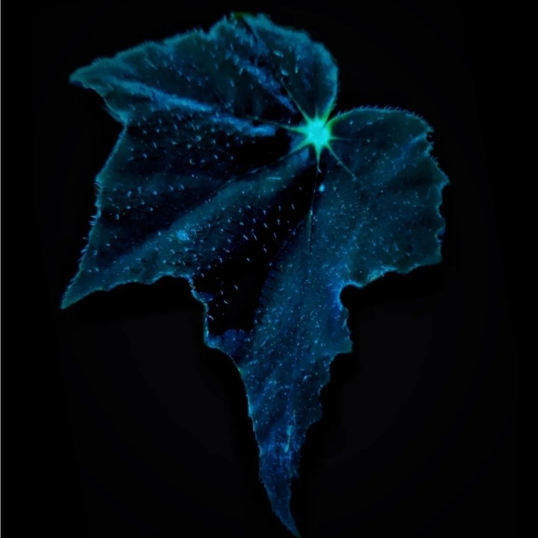 Fekete hattyú begónia-Clara Rosan