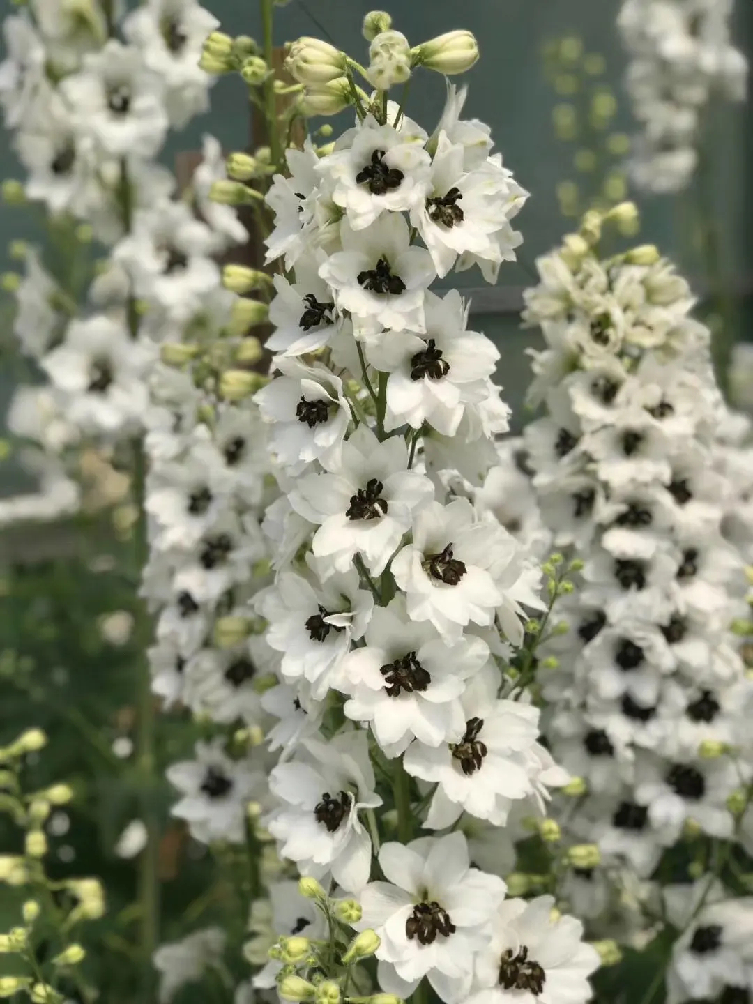 Delphinium magok - vegyes 7 szín-Clara Rosan