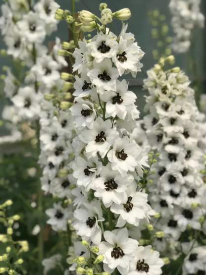 Delphinium magok - vegyes 7 szín-Clara Rosan