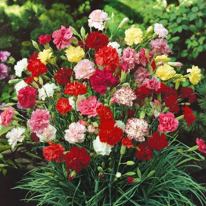 Dianthus Caryophyllus magok-Clara Rosan