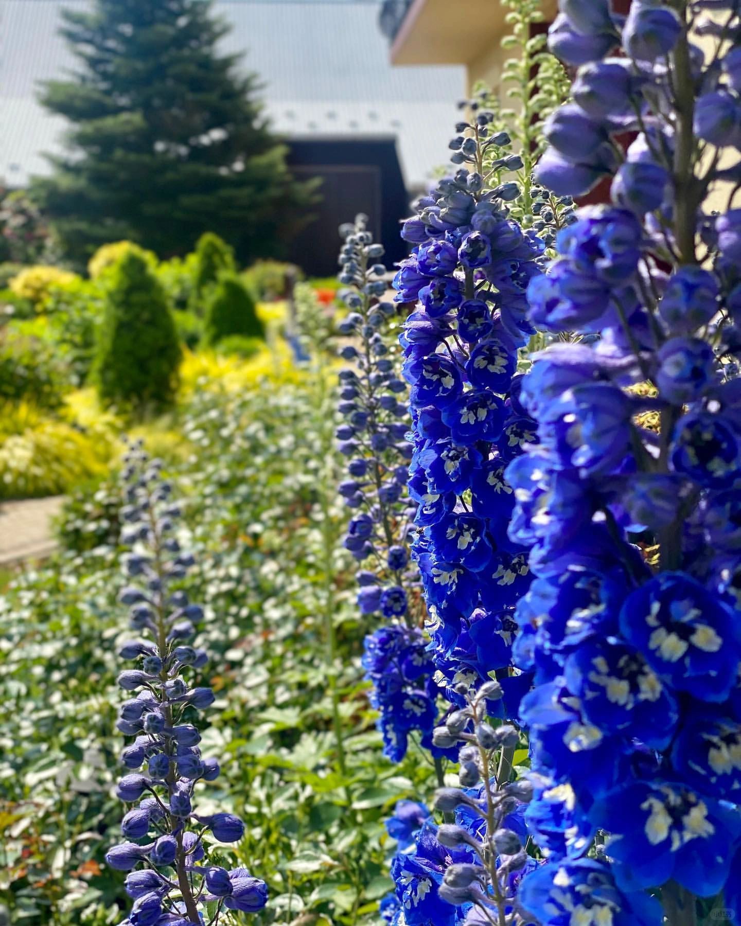 Delphinium magok - vegyes 7 szín-Clara Rosan