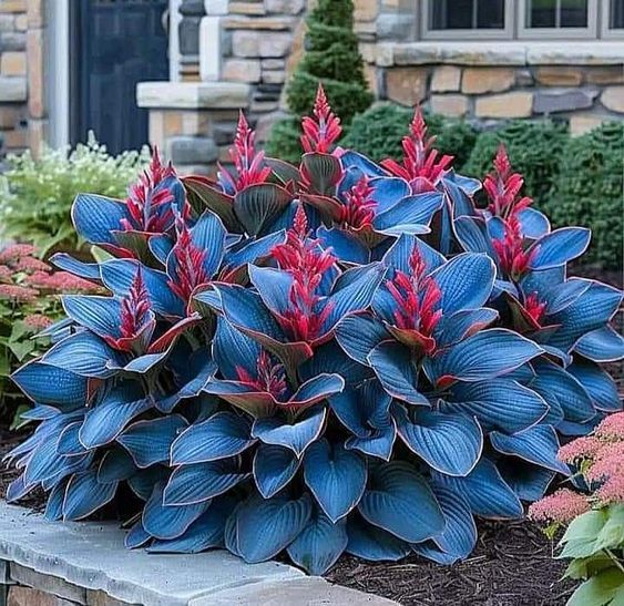 🌈RITKA, TÖBBSZÍNŰ HOSTAS MAGOK-Clara Rosan