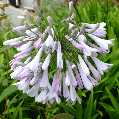 Agapanthus africanus 'Windsor Grey'-Clara Rosan