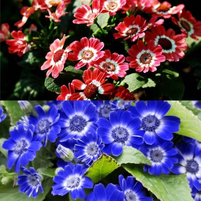 Cineraria Mix Virágmagok - Több mint 10 Színben-Clara Rosan