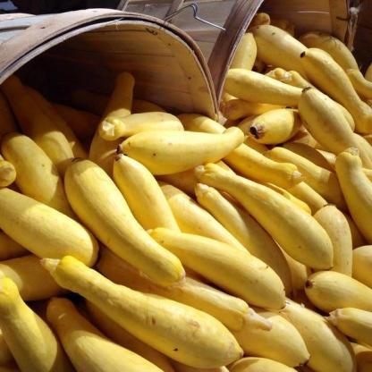 30 db Korai PROLIFIC STRAIGHTNECK SQUASH Sárga Nyári Cserje Örökségi Magok-Clara Rosan