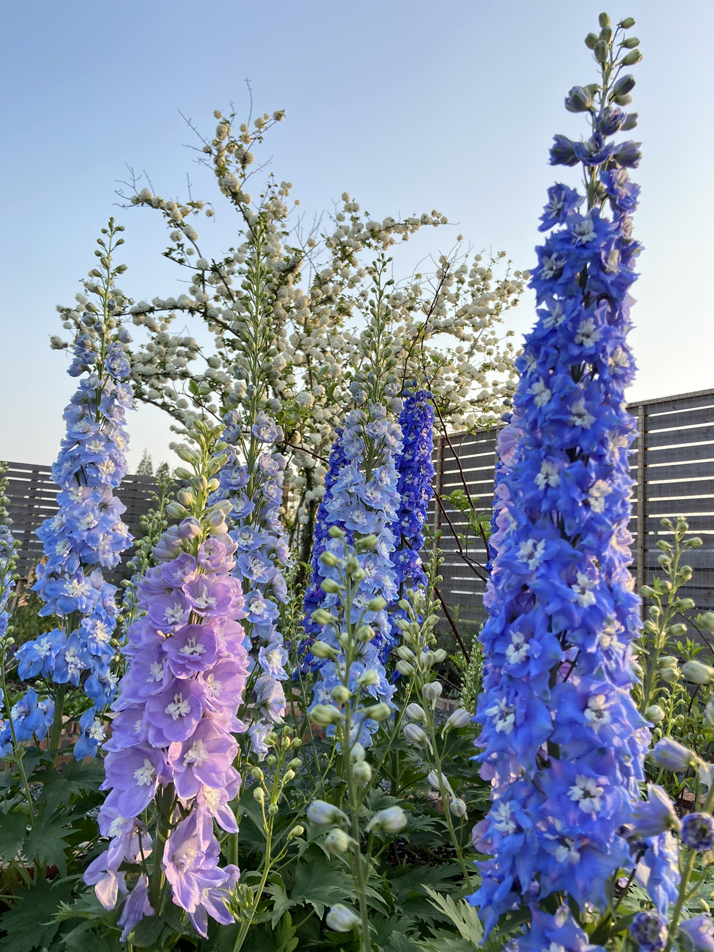 Delphinium magok - vegyes 7 szín-Clara Rosan
