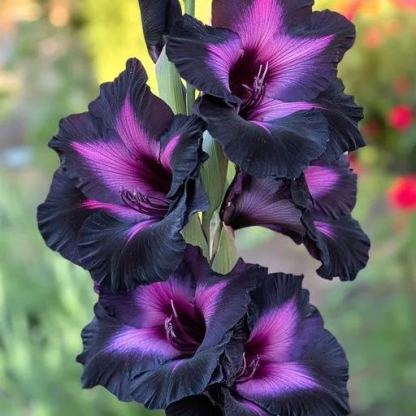 Holló ölelése Kardvirág Hagymák🌺-Clara Rosan