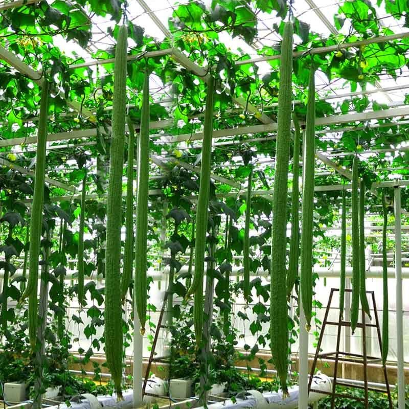 Szuper Hosszú Luffák👑A Luffák Királya-Clara Rosan