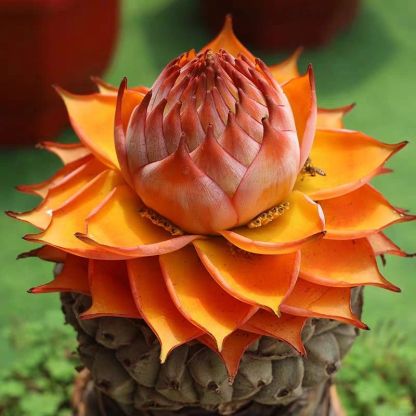 Arany Piros Lótuszmagok: Öleld át a Nyugalmat Minden Virágzással 🌸-Clara Rosan