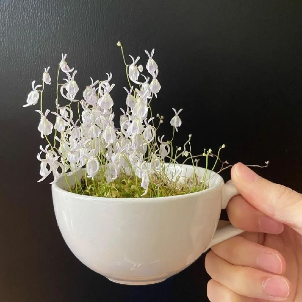 Utricularia sandersonii magok-Clara Rosan