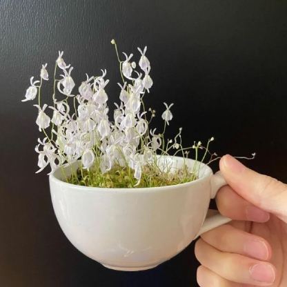 Utricularia sandersonii magok-Clara Rosan