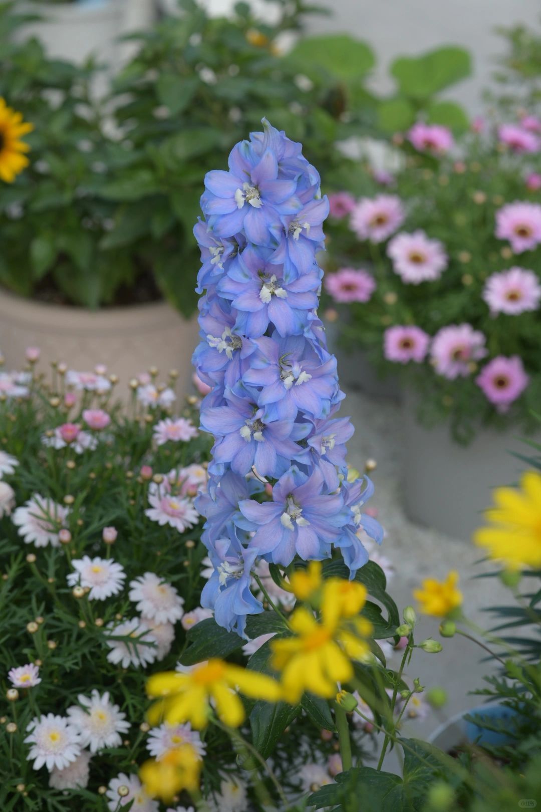 Delphinium magok - vegyes 7 szín-Clara Rosan