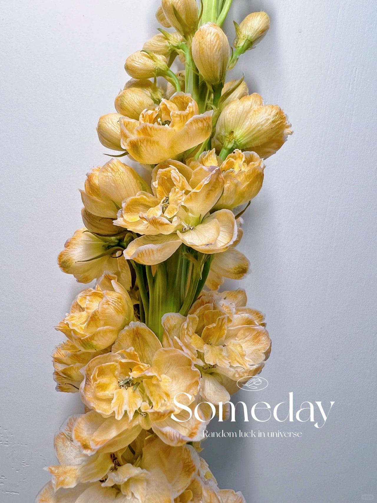 Delphinium magok - vegyes 7 szín-Clara Rosan