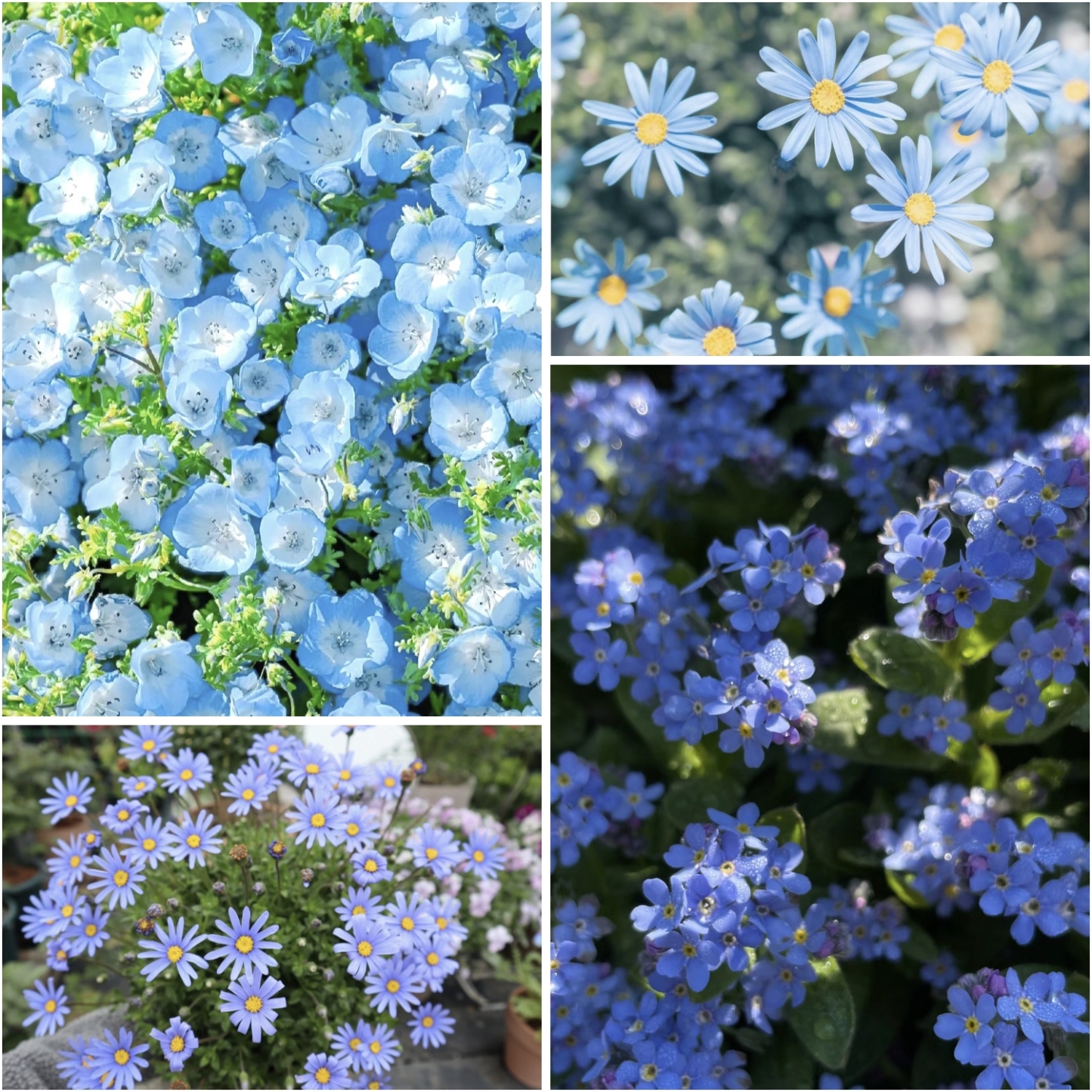 Exkluzív kék vadvirágmagkeverék-Clara Rosan