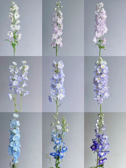 Delphinium magok - vegyes 7 szín-Clara Rosan