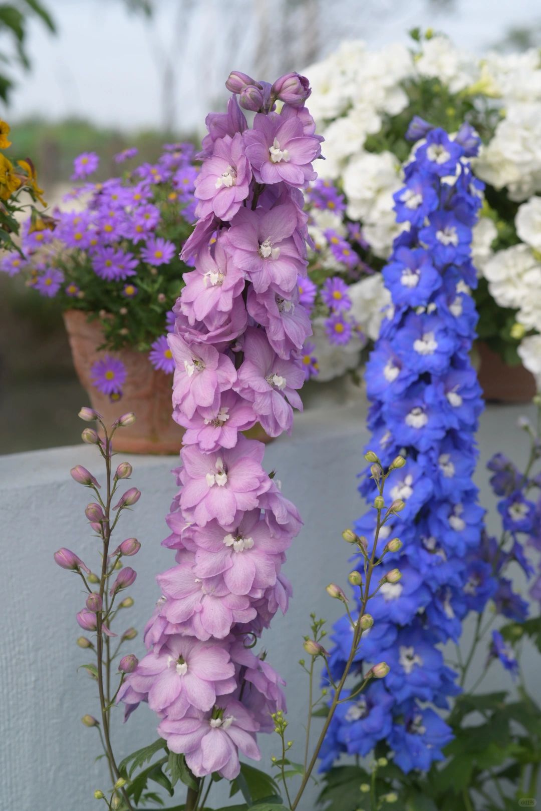 Delphinium magok - vegyes 7 szín-Clara Rosan