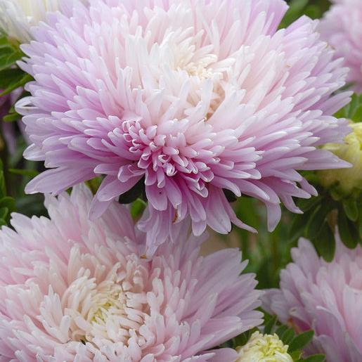 Királyméretű Appleblossom-Clara Rosan